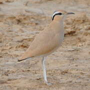 Cream-colored Courser