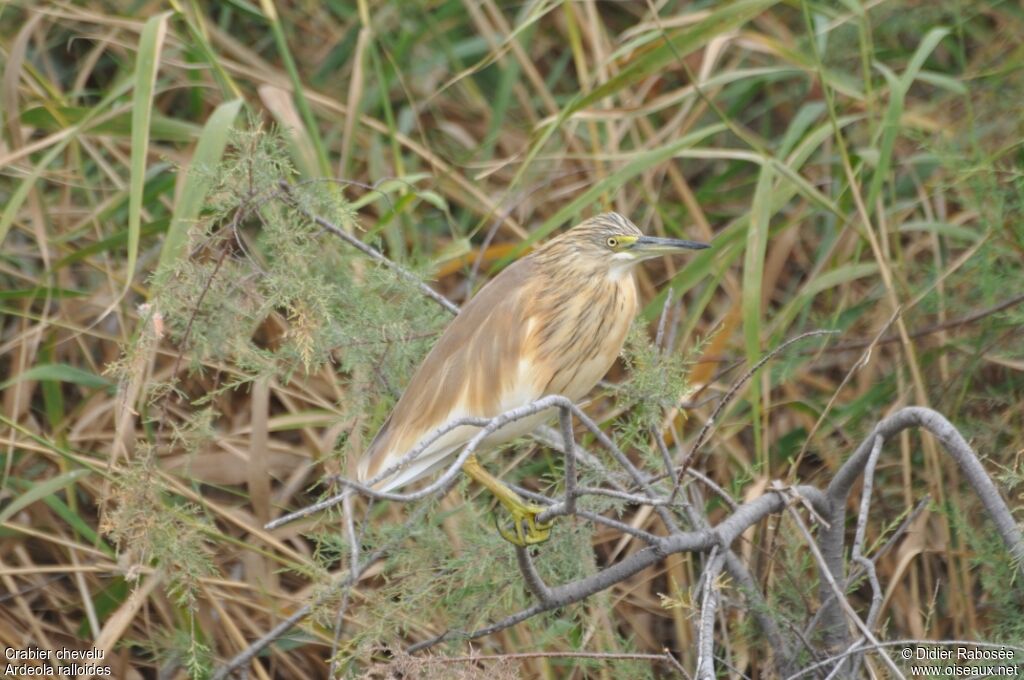 Crabier chevelu