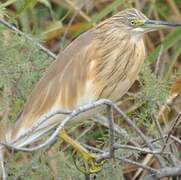 Squacco Heron