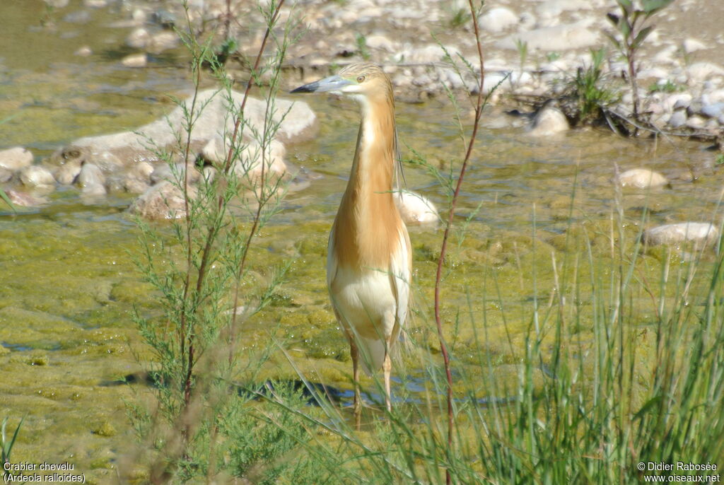 Squacco Heronadult breeding