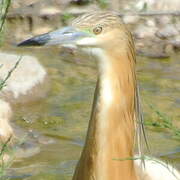 Squacco Heron