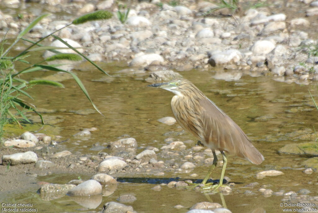 Crabier chevelu