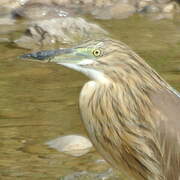 Squacco Heron