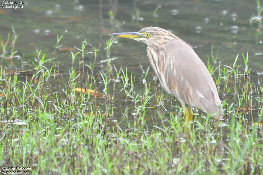 Indian Pond Heron