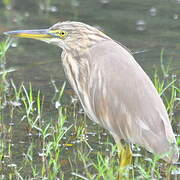 Indian Pond Heron