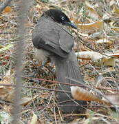 Blackcap Babbler