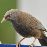 Yellow-billed Babbler