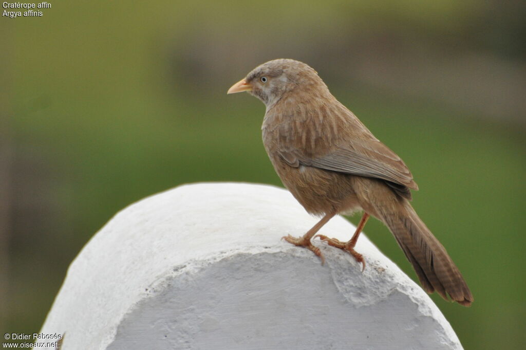 Yellow-billed Babbler