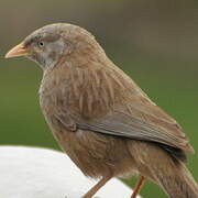 Yellow-billed Babbler