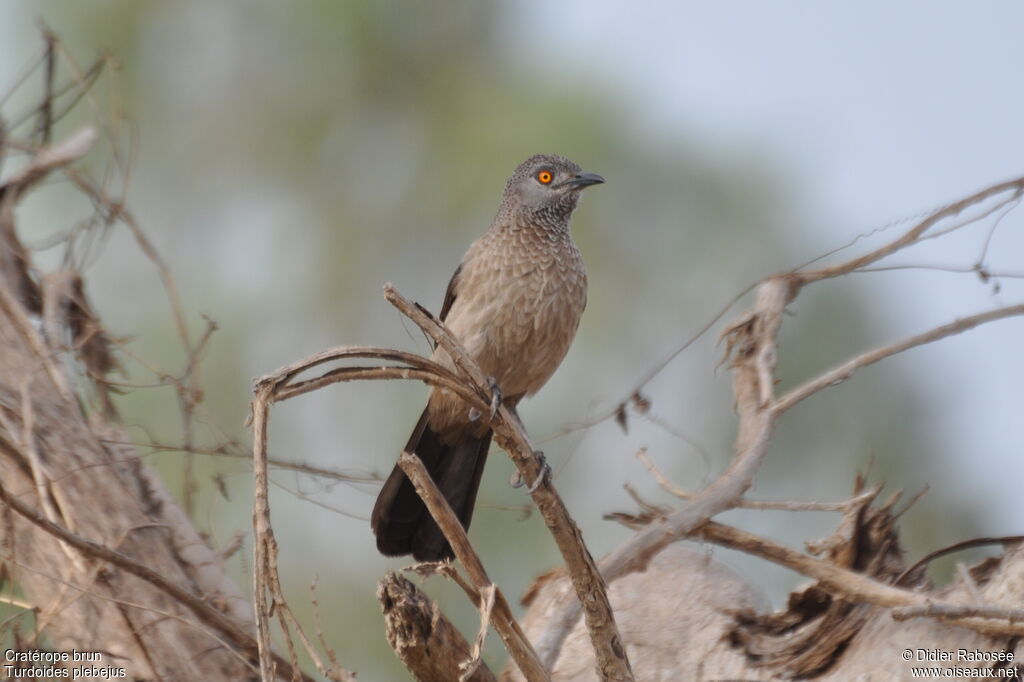 Brown Babbler