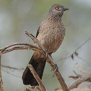 Brown Babbler