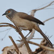 Brown Babbler