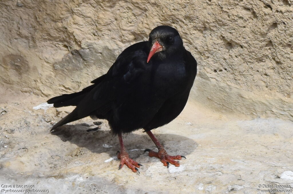 Red-billed Chough