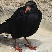 Red-billed Chough