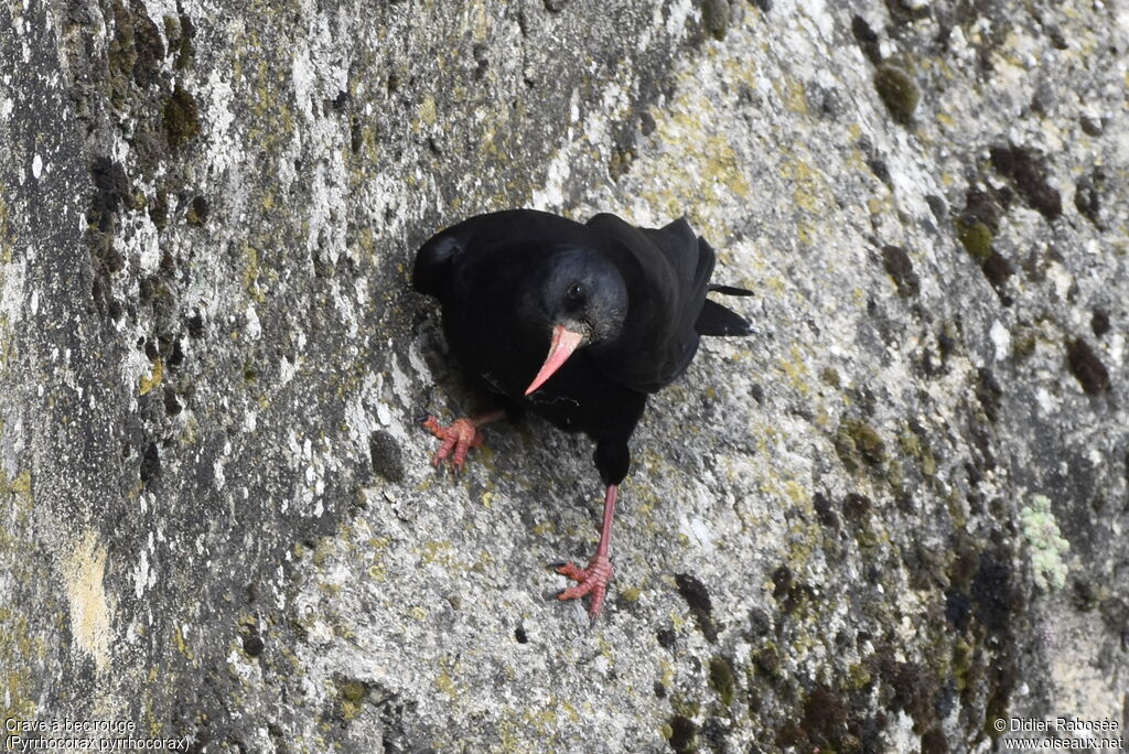 Red-billed Chough