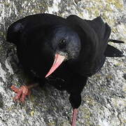 Red-billed Chough