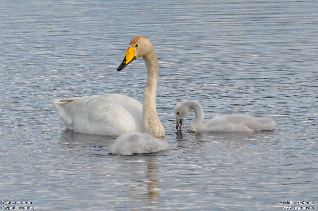 Cygne chanteur, Nidification