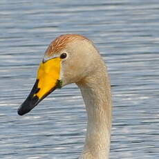 Cygne chanteur