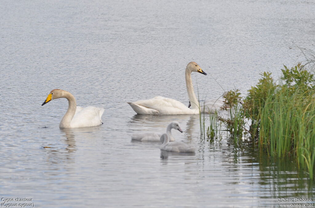 Whooper Swan, Reproduction-nesting