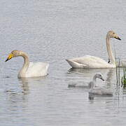 Cygne chanteur