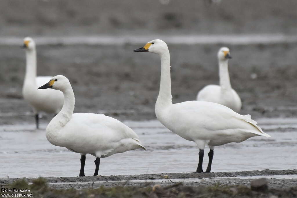 Cygne de Bewickadulte, identification