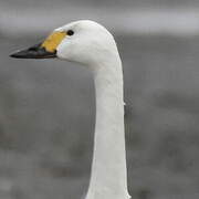 Tundra Swan