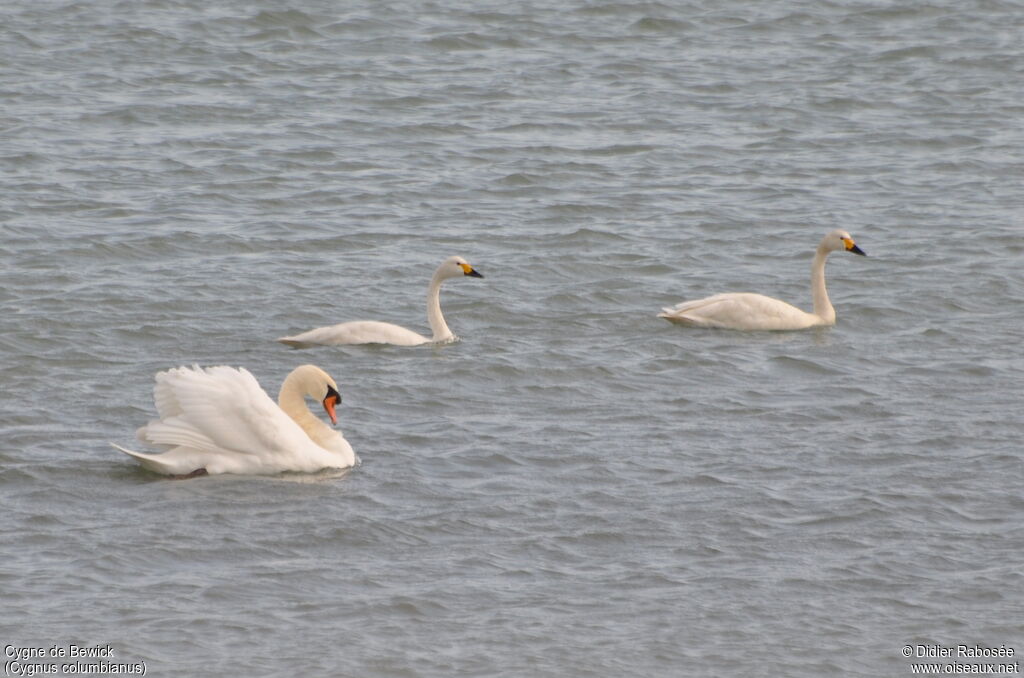 Cygne de Bewick