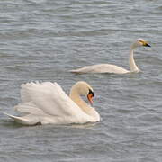 Cygne de Bewick