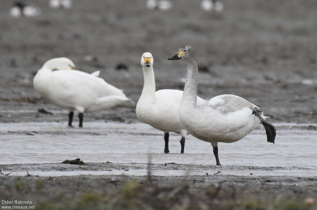 Tundra SwanThird  year, identification