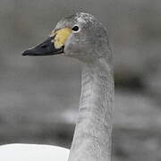 Tundra Swan