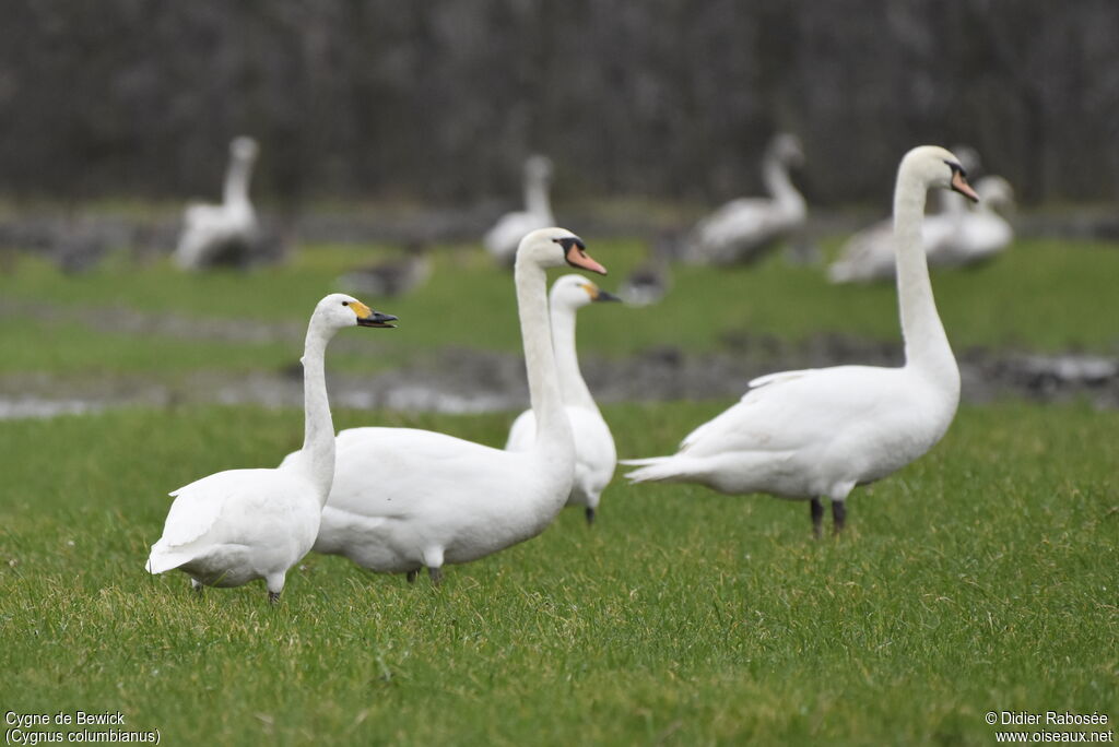 Cygne de Bewickadulte internuptial, identification, marche