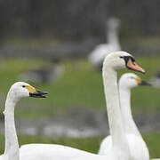 Tundra Swan