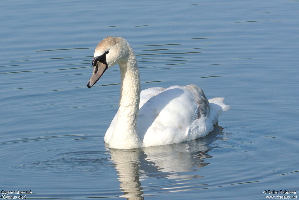 Cygne tuberculésubadulte, identification