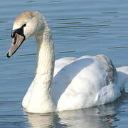 Mute Swan