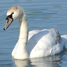 Cygne tuberculé