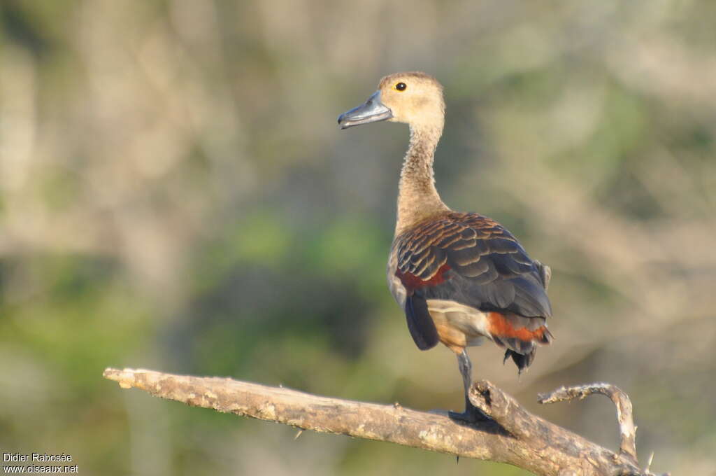 Lesser Whistling Duckadult, identification