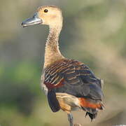 Dendrocygne siffleur