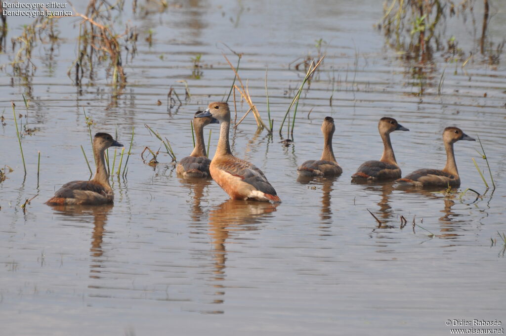 Dendrocygne siffleuradulte, identification