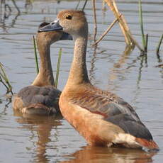 Dendrocygne siffleur