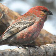 Pine Grosbeak