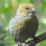 Pine Grosbeak