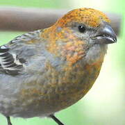 Pine Grosbeak