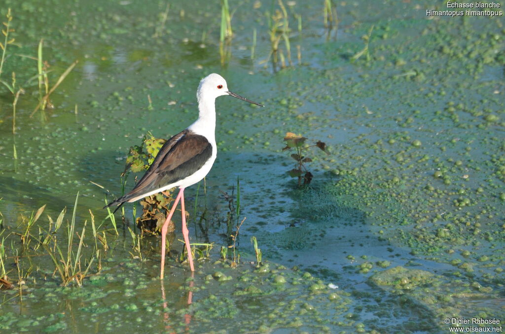 Black-winged Stilt