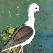 Black-winged Stilt