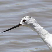 Black-winged Stilt