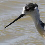 Black-winged Stilt