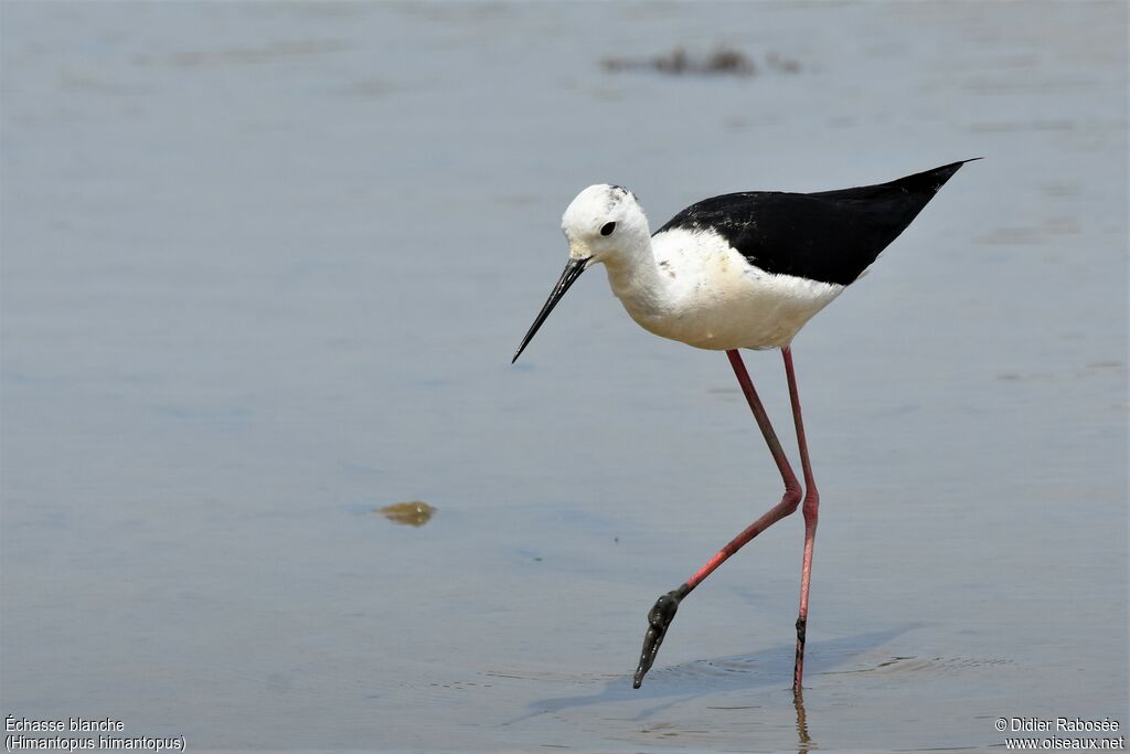 Black-winged Stiltadult