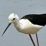 Black-winged Stilt