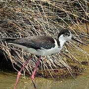 Black-winged Stilt