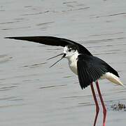 Black-winged Stilt